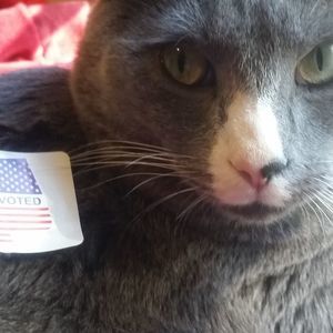 Meet your Posher, Ginny